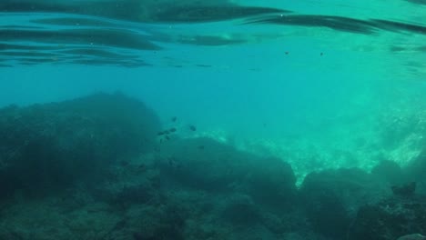 hermosos peces tropicales justo debajo de la superficie en las islas vírgenes británicas