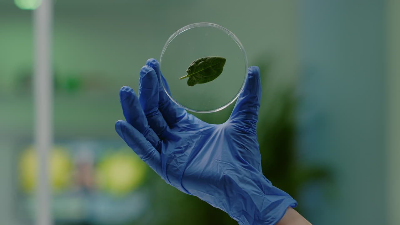 Primer plano de manos de mujer biólogo sosteniendo muestra médica de hoja verde