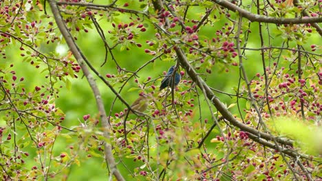 Dos-Hermosos-Pájaros-Amorosos-De-Empavesado-índigo,-Passerina-Cyanea-Posados-En-Un-Manzano-De-Cangrejo-Floreciente-Japonés,-Malus-Floribunda-Y-Alimentándose-De-Los-Frutos-En-Su-Hábitat-Natural