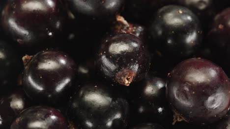 primer plano de las grosellas negras