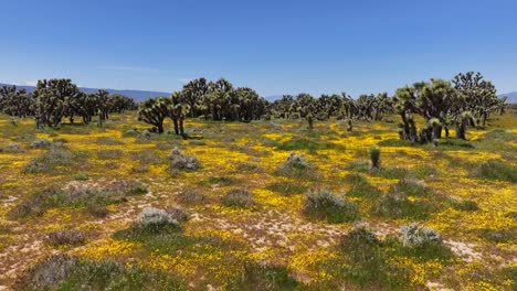 Flores-Silvestres-Que-Florecen-Entre-Los-árboles-De-Joshua-En-El-Desierto-De-Mojave-En-Primavera