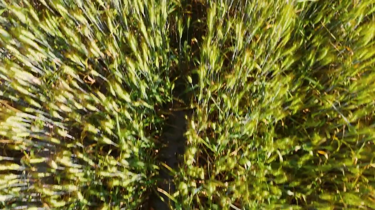 Overhead drone shot tracking across a lush cereal crop field during golden hour sunlight.