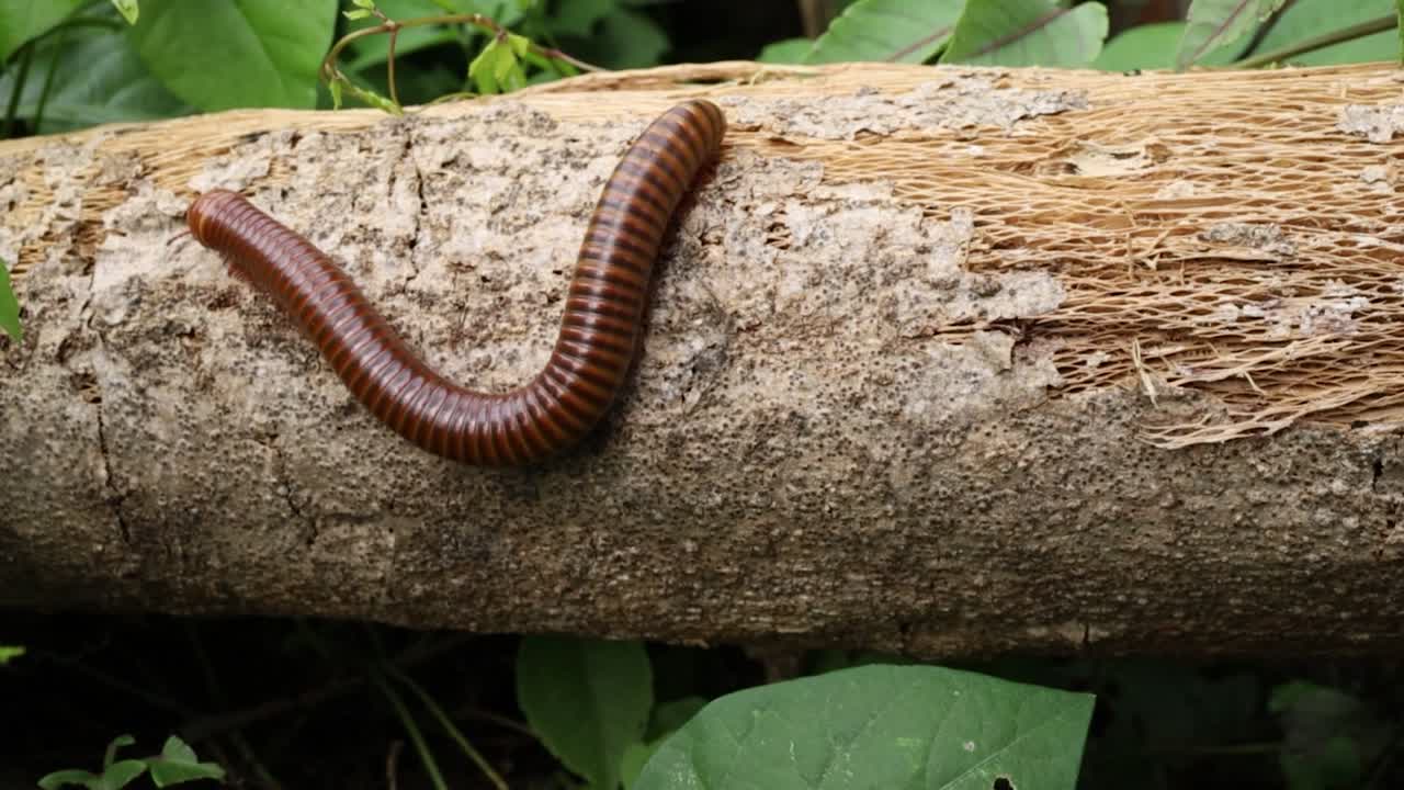 un milpiés marrón camina sobre las ruinas de un árbol.