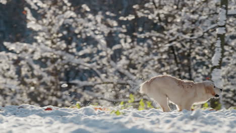 a dog runs quickly through fluffy snow, slow-motion video