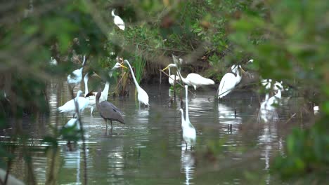 wading birds feast on fish in the florida everglades