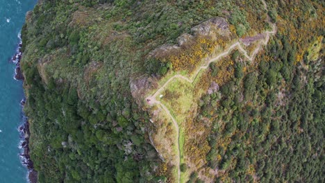 aerial view of winding coastal path along a forested cliff overlooking the ocean