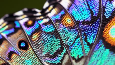 iridescent butterfly wing macro detail