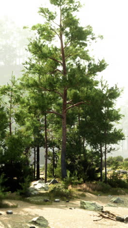 misty pine forest landscape