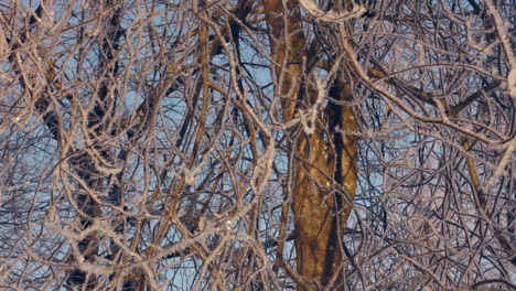 árbol-En-Escarcha.-árbol-Congelado.-Bosque-De-Invierno.-Escarcha-En-Las-Ramas-De-Los-árboles