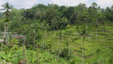 Panorama-of-Tegallalang-rice-terraces-landscape-in-Gianyar,-Bali,-Indonesia