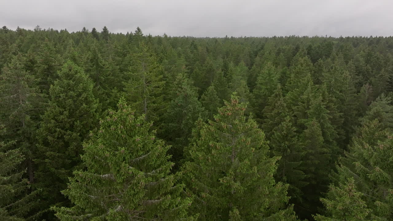 Aerial footage of dense forest canopy