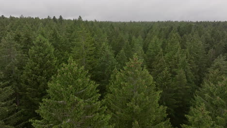 aerial view of a dense forest with tall pine trees