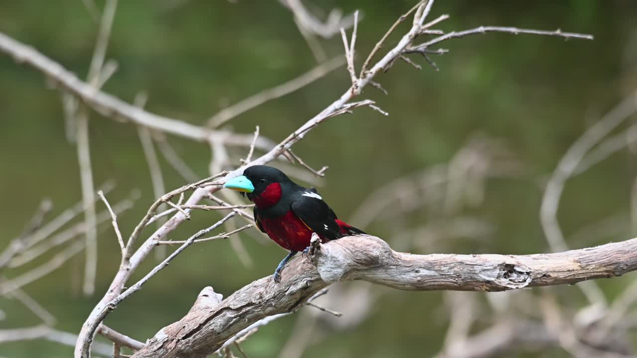 después de un baño rápido se posa en una rama seca, sacude sus plumas y luego hace caca