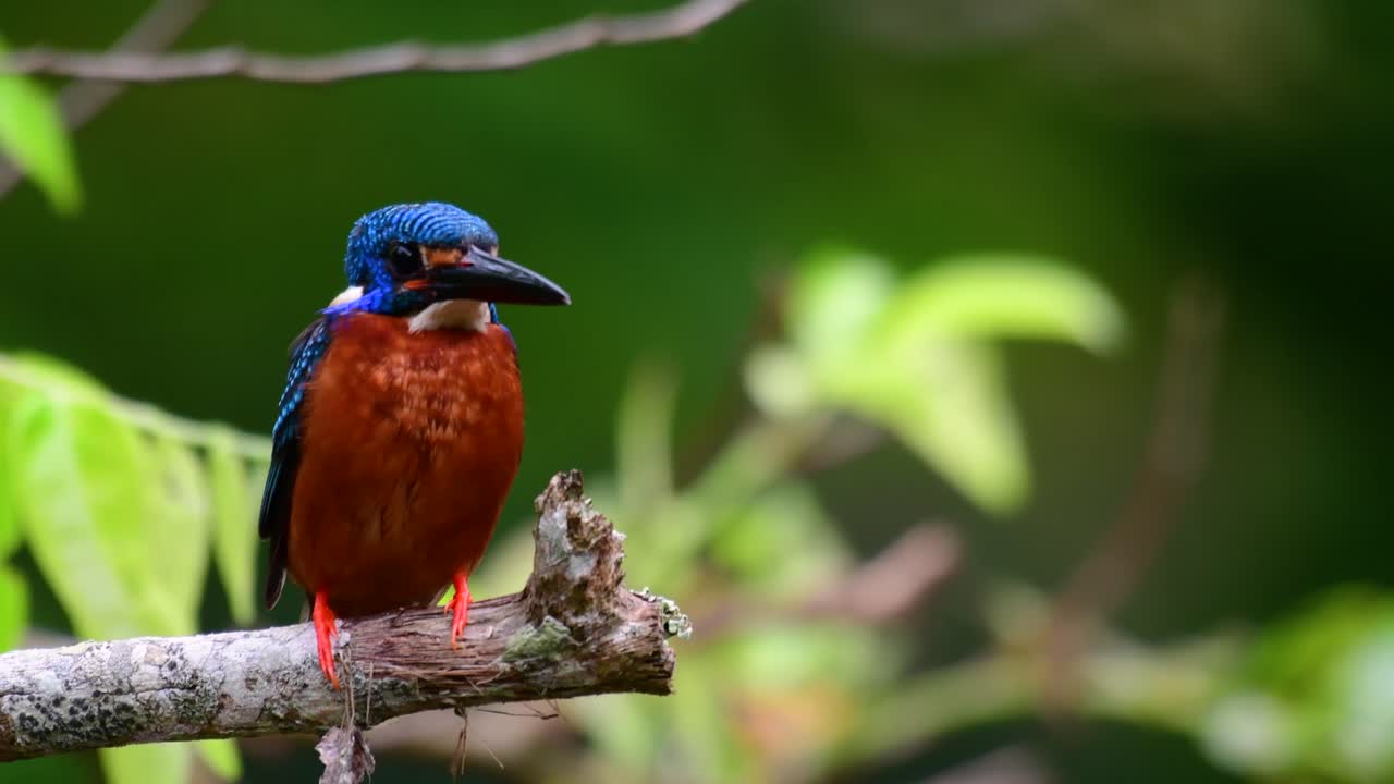 파란 귀 물총새는 태국에서 발견되는 작은 물총새이며 보기에도 귀여운 새이기 때문에 사랑스러운 파란 귀 때문에 새 사진가들이 찾고 있습니다.