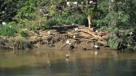 large group of white ibis birds all together on an island nest in nature surrounding a lake