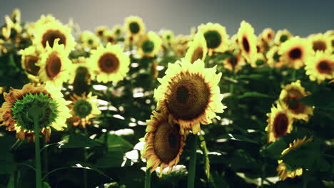 un campo de girasoles en flor