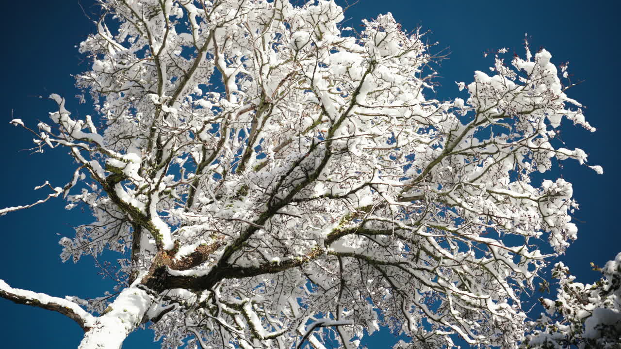 Aged ñirre tree (Nothofagus antarctica) shedding snow in a remote Patagonian forest. Fresh snow, clear sky, and motion create a serene winter moment in southern Chile