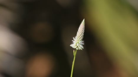 Grasblume---Weiß---Wind