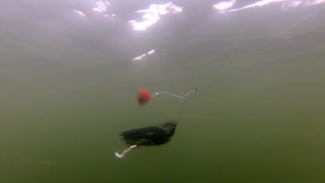 angler lure moving like bait underwater to attract fish - underwater slow motion shot