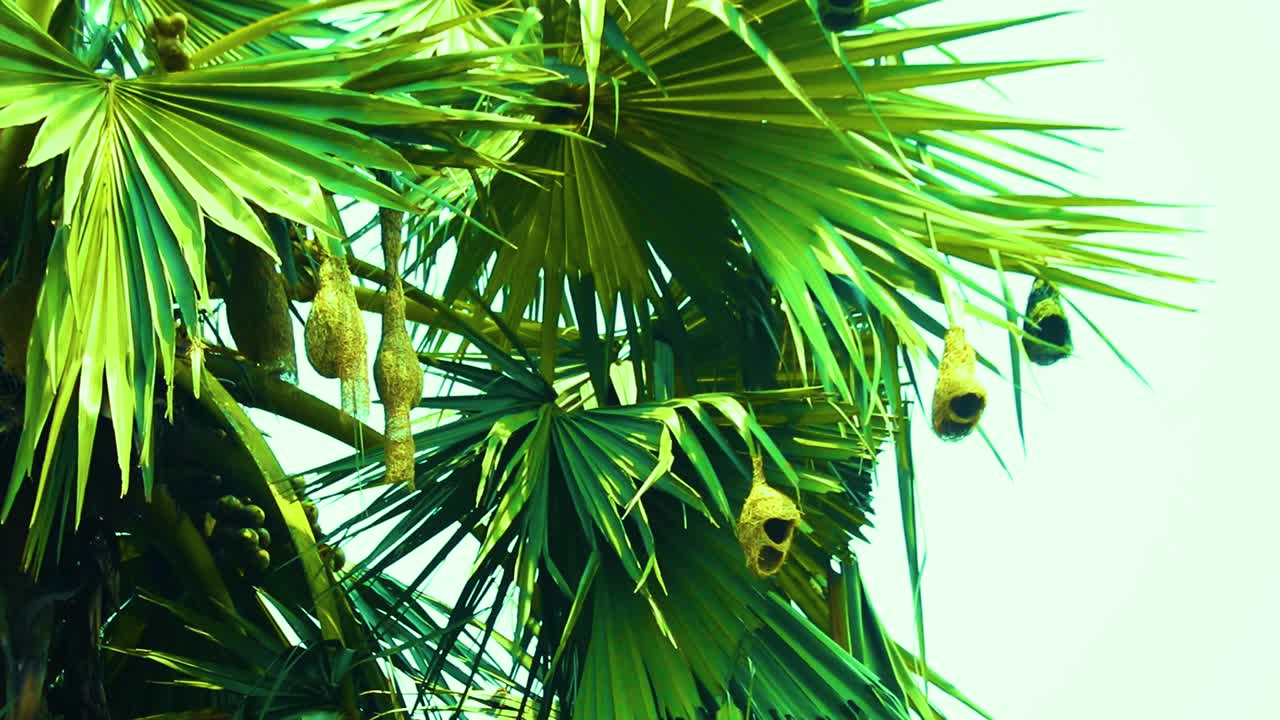 nidos colgantes de pájaros tejedores de baya en la palmera de palmira asiática