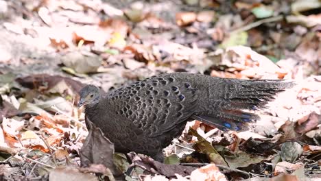 grey peacock-pheasant, female, polyplectron bicalcaratum, foraging for food in the jungle of mae wong national park, in slow motion