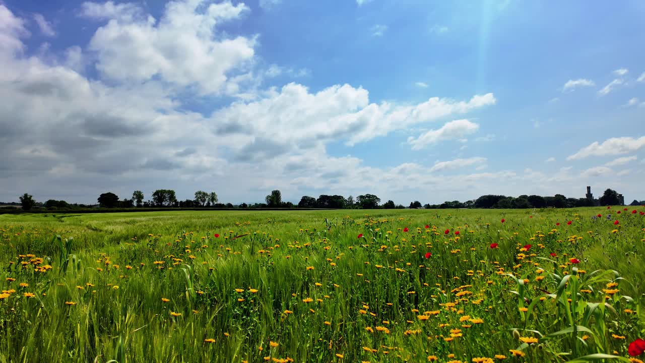 A vibrant green field with yellow and red wildflowers under a blue sky.