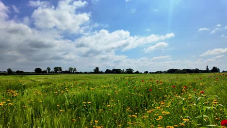 a vibrant green field with yellow and red wildflowers under a blue sky.