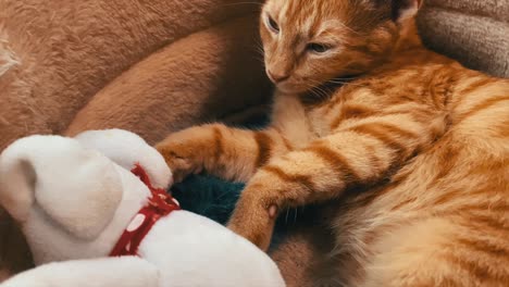 cat relaxes in the bed with his favorite toy