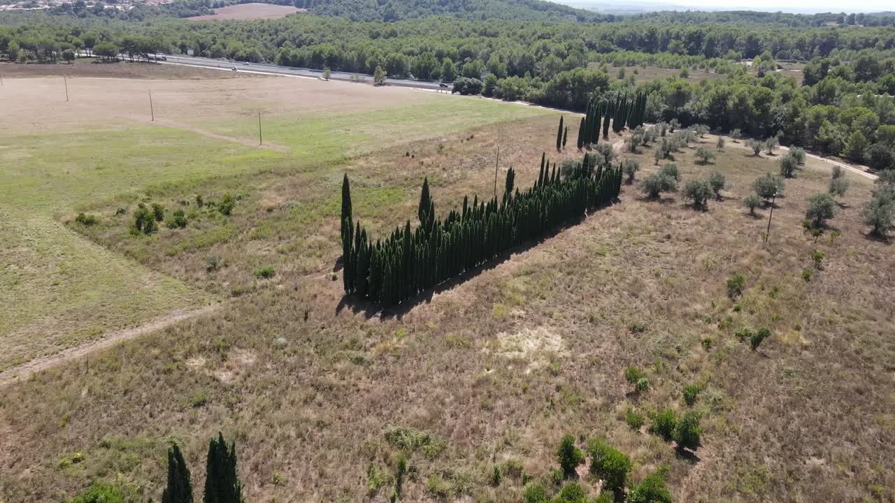 카탈로니아의 올리브 밭의 공중 전망