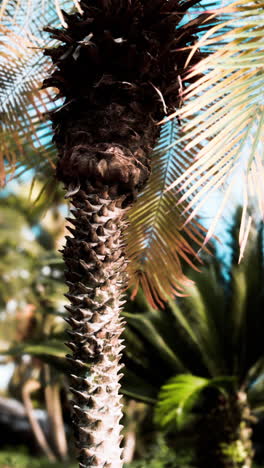 primer plano de un tronco de palmera