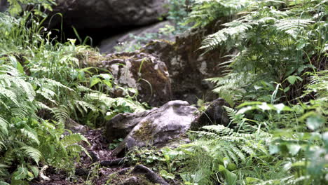 rocky forest terrain