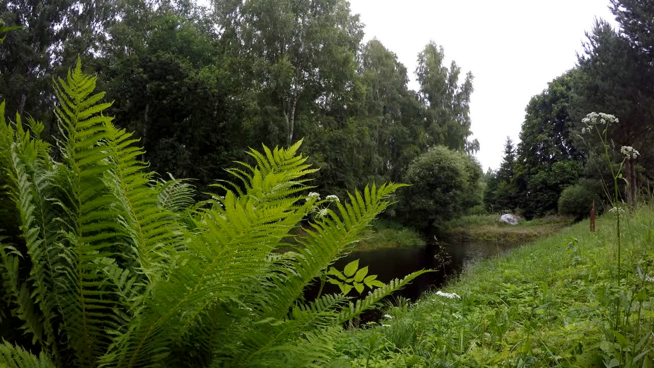 Hojas de helecho y gotas de lluvia caen sobre el agua de un estanque cerca de un bosque. 4K