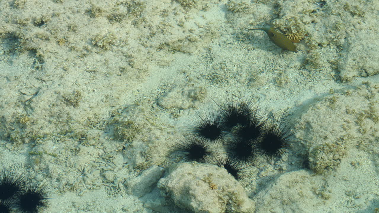 성게 떼 옆에서 헤엄치는 노란 복어 -수중