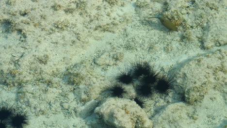 yellow boxfish swimming by a group of sea urchins -underwater