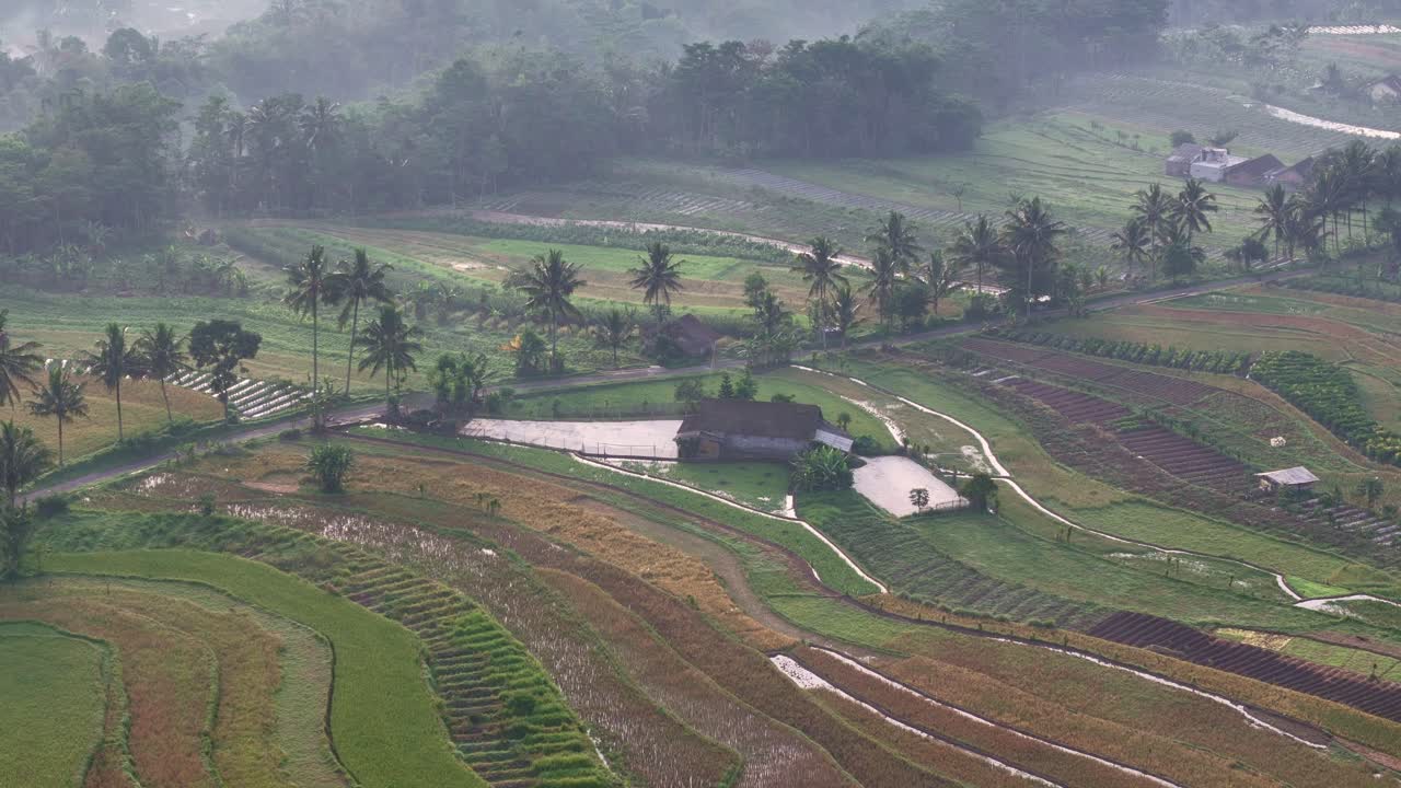 Drone footage showing terraced rice paddies, palm trees, and a small farmhouse in a peaceful rural valley under soft morning light