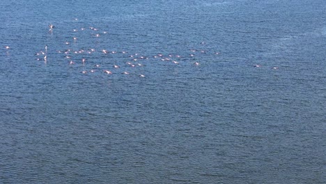 Flock of phoenicopterus roseus gracefully flying over calm waters, forming a striking v shaped formation,adding charm to the scenic landscape in Spain