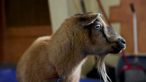 Adorable-Cabra-Enana-Nigeriana-Con-Ojos-Azules-En-El-Zoológico-De-Mascotas,-Primer-Plano