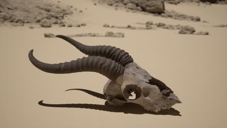 a skull in the desert