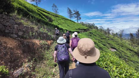 hiking through lush green tea plantations in sri lanka