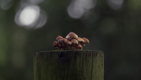 Hongos-Que-Crecen-Desde-La-Parte-Superior-De-Un-Poste-De-Puerta-Podrido-Y-Húmedo-En-Una-Madera-Oscura,-Worcestershire,-Inglaterra