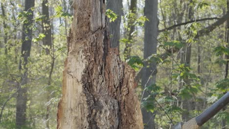 stunning slow motion shot of a young caucasian man cutting off a chunk of a tree