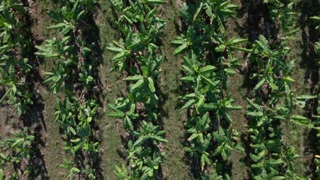 high angle shot of a drone flying low above a commercial banana plantation and following the long rows of palm trees