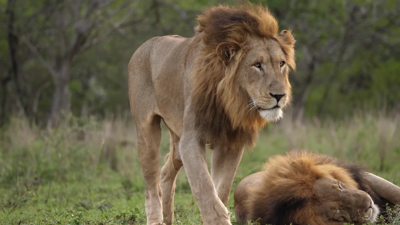 gran macho africano melena negra león gran estiramiento después de la siesta y alejarse