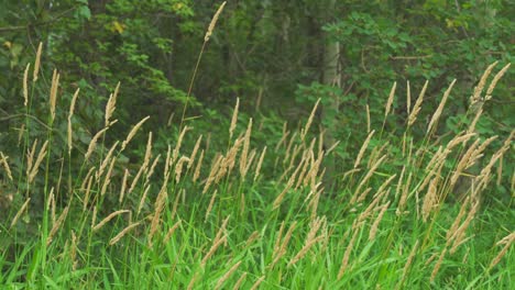 Wild-wheat-in-the-bush