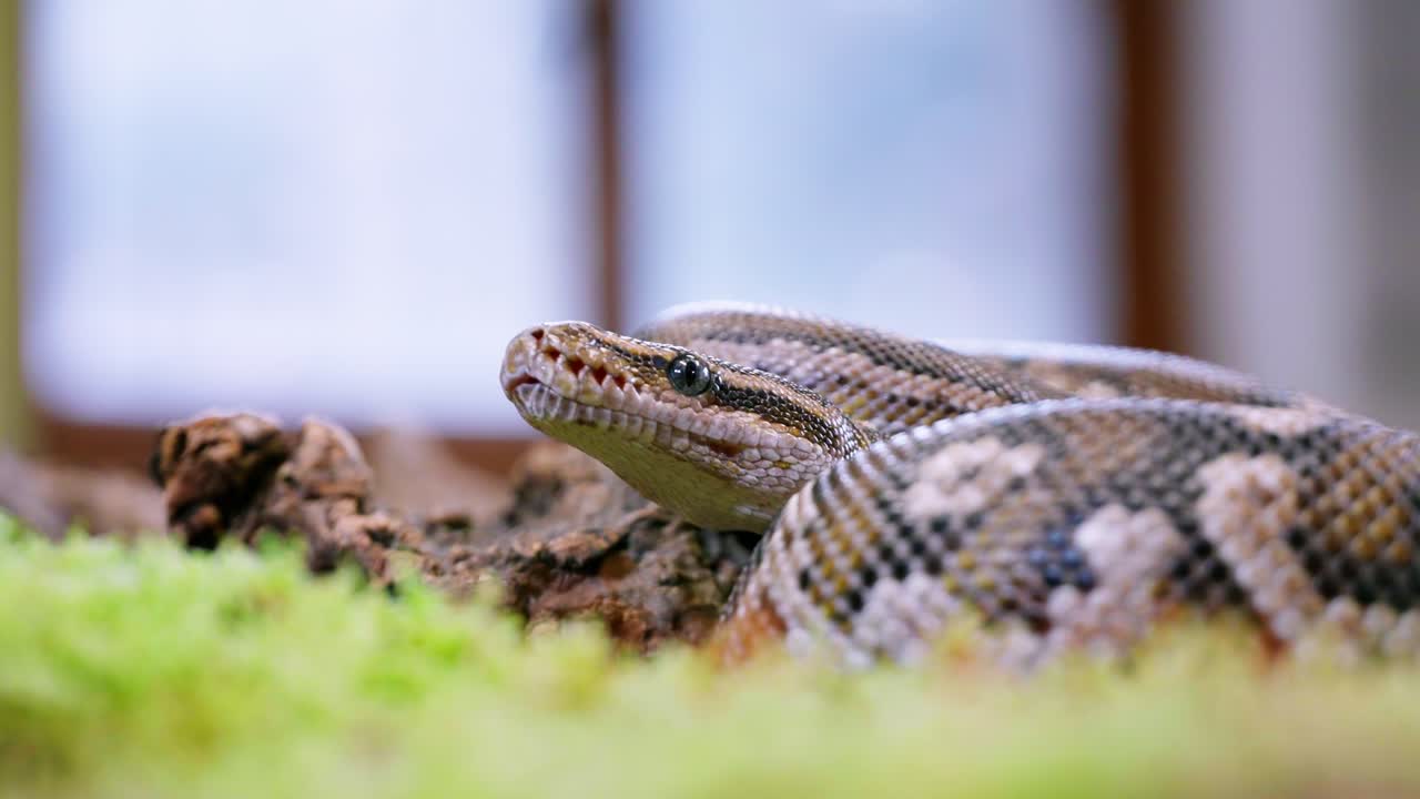 A close-up shot of a snake resting, showing its scales and calm demeanor in a slow-motion scene