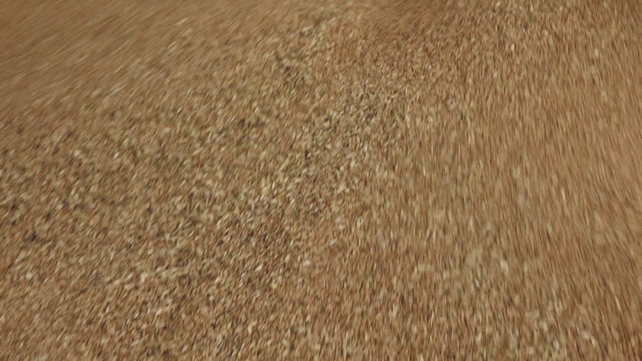 Golden wheat grains cascade in a flowing stream, forming a growing pile of freshly harvested cereal ready for processing or storage.
