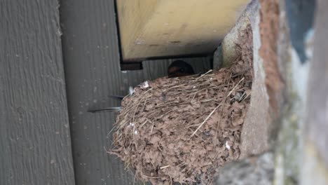 a barn swallow sitting on a nest in the eaves of a building