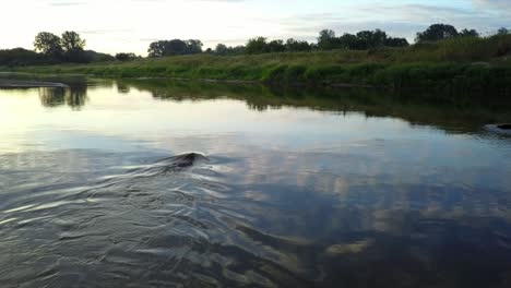 Beaver-swimming-across-the-river-in-evening
