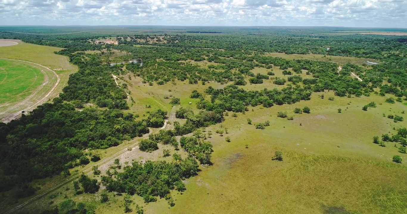 Cerrado grazing plain with shallow freshwater wetlands and scattered native shrubs near Arinos, Minas Gerais, Brazil inside the Urucuia River basin. Drone aerial flyover shot.