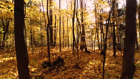 madera de bosque de otoño colorida
